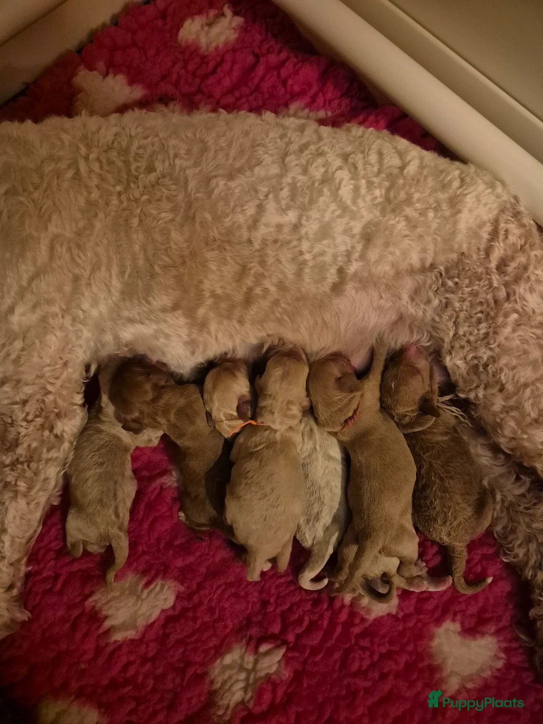 Labradoodle honden te koop: Lieve labradoodles  - Advertentie 2