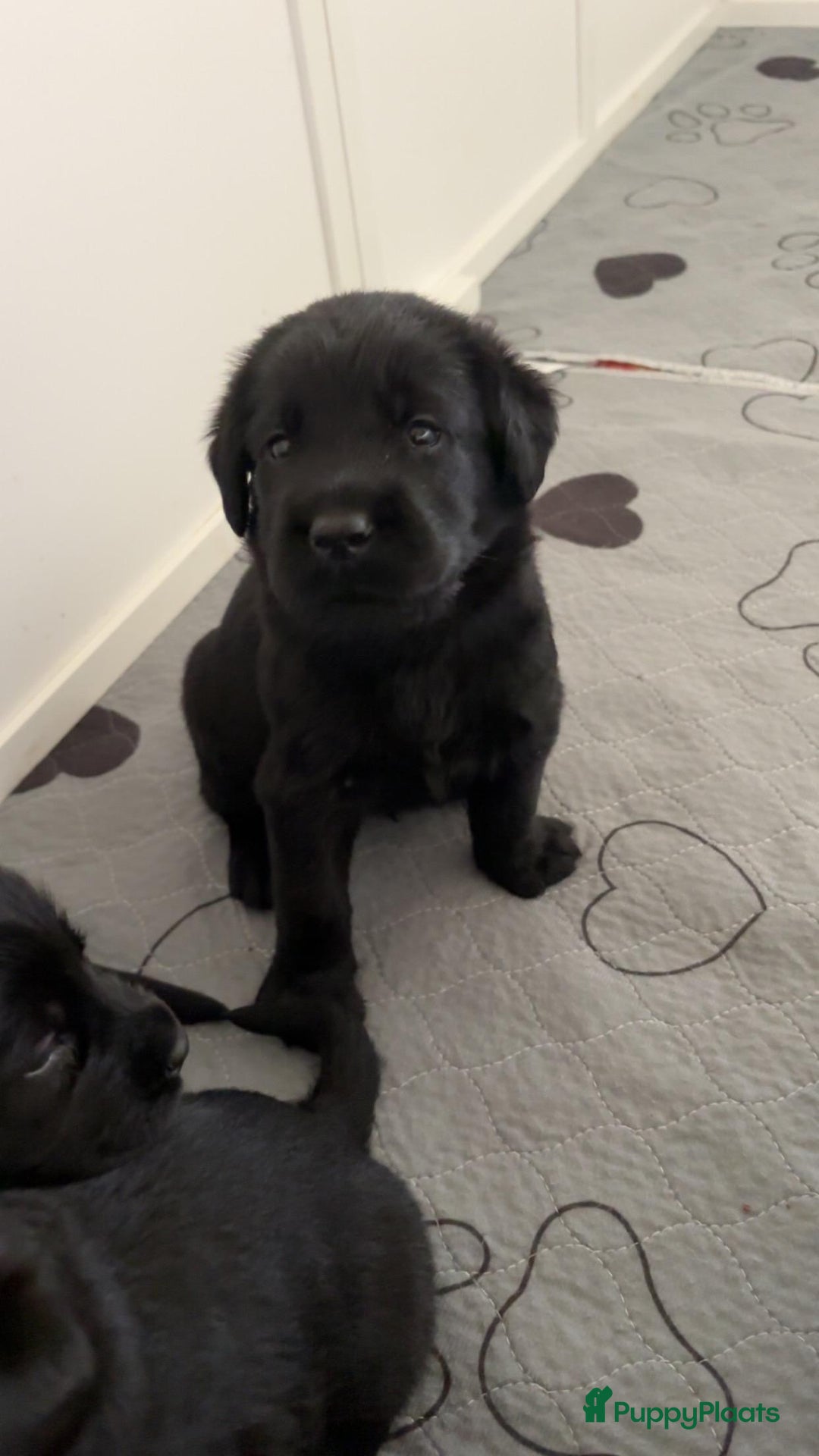 Kruising honden te koop: Puppy’s te koop – Labrador x Riesenschnauzer mix - Advertentie 3