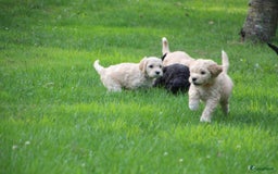 Barbet honden te koop: Nog 1 fawn kleurig teefje beschikbaar. - Afbeelding 7