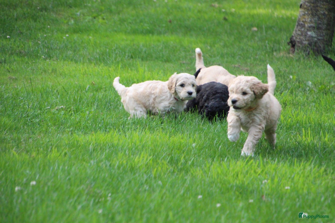 Barbet honden te koop: Nog 1 fawn kleurig teefje beschikbaar. - Afbeelding 7