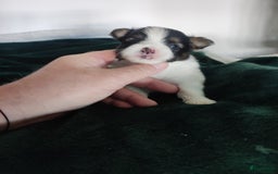 Maltipoo honden te koop: Prachtige pups maltipoo-pomerian in Helmond - Afbeelding 22
