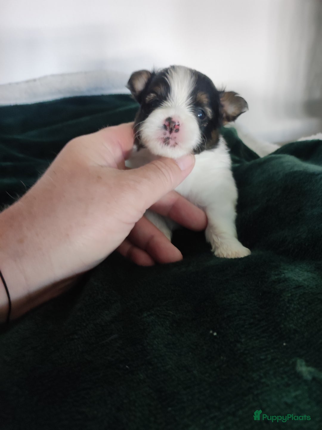 Maltipoo honden te koop: Prachtige pups maltipoo-pomerian in Helmond - Afbeelding 22