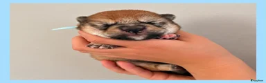 Shiba 3