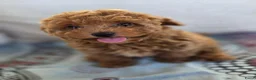 Poedel Toy honden te koop: Toypoedel pup - Advertentie 4