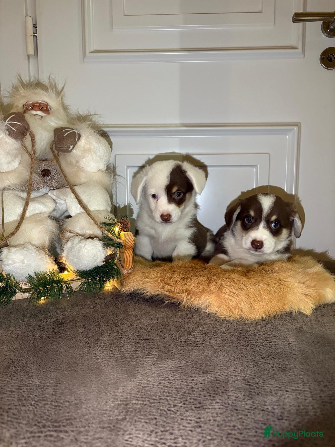 Welsh Corgi Cardigan honden te koop: Welsh Corgi Cardigan puppy’s  - Advertentie 3