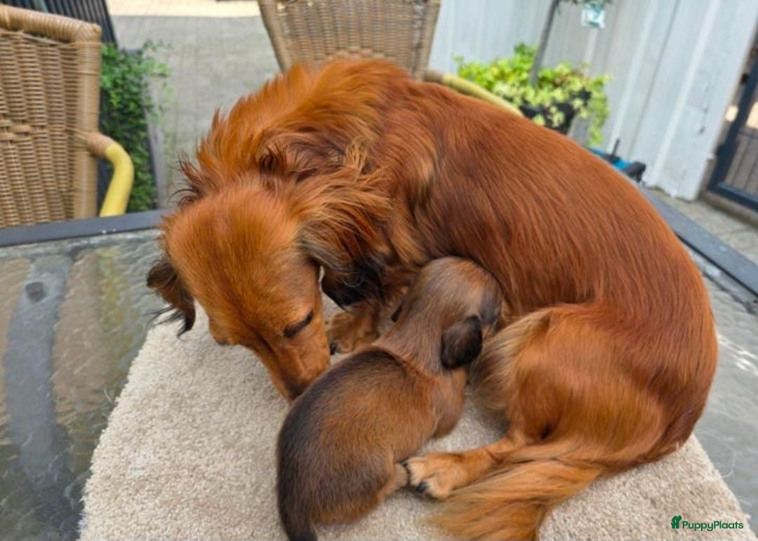 Teckel (langhaar) honden Dwerg teckel langhaar  - Advertentie 1