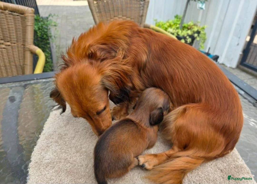Teckel (langhaar) honden te koop: Dwerg teckel langhaar  - Advertentie 1
