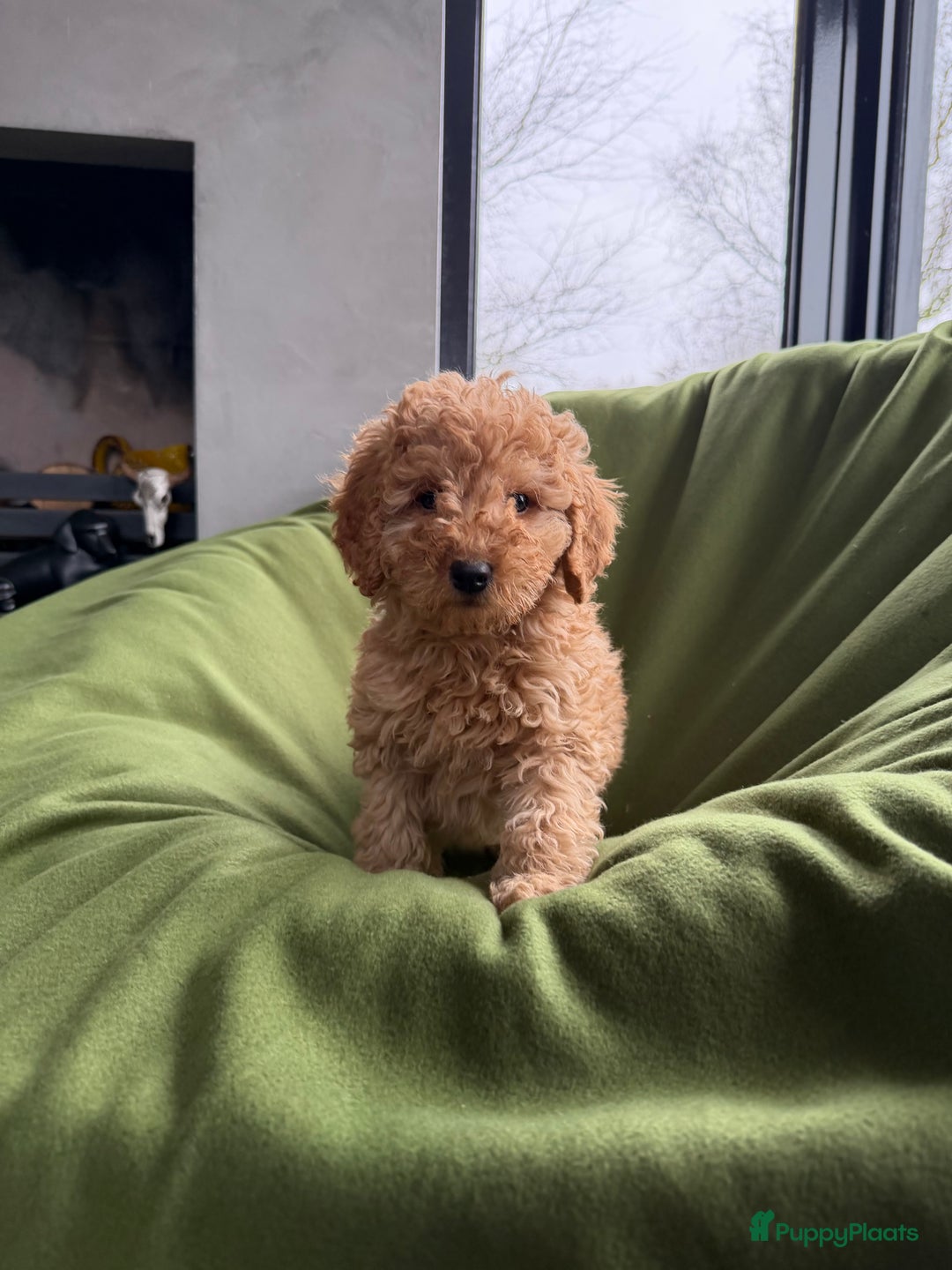 Labradoodle honden te koop: Mini Doodle (Dwergpoedel x Labradoodle) pups - Advertentie 12