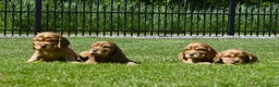 Engelse Cocker Spaniel honden te koop: Speelse Engelse Cocker Spaniel pups - Advertentie 15