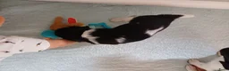Friese Stabij honden te koop: Friese Stabij puppy's te koop - Advertentie 15