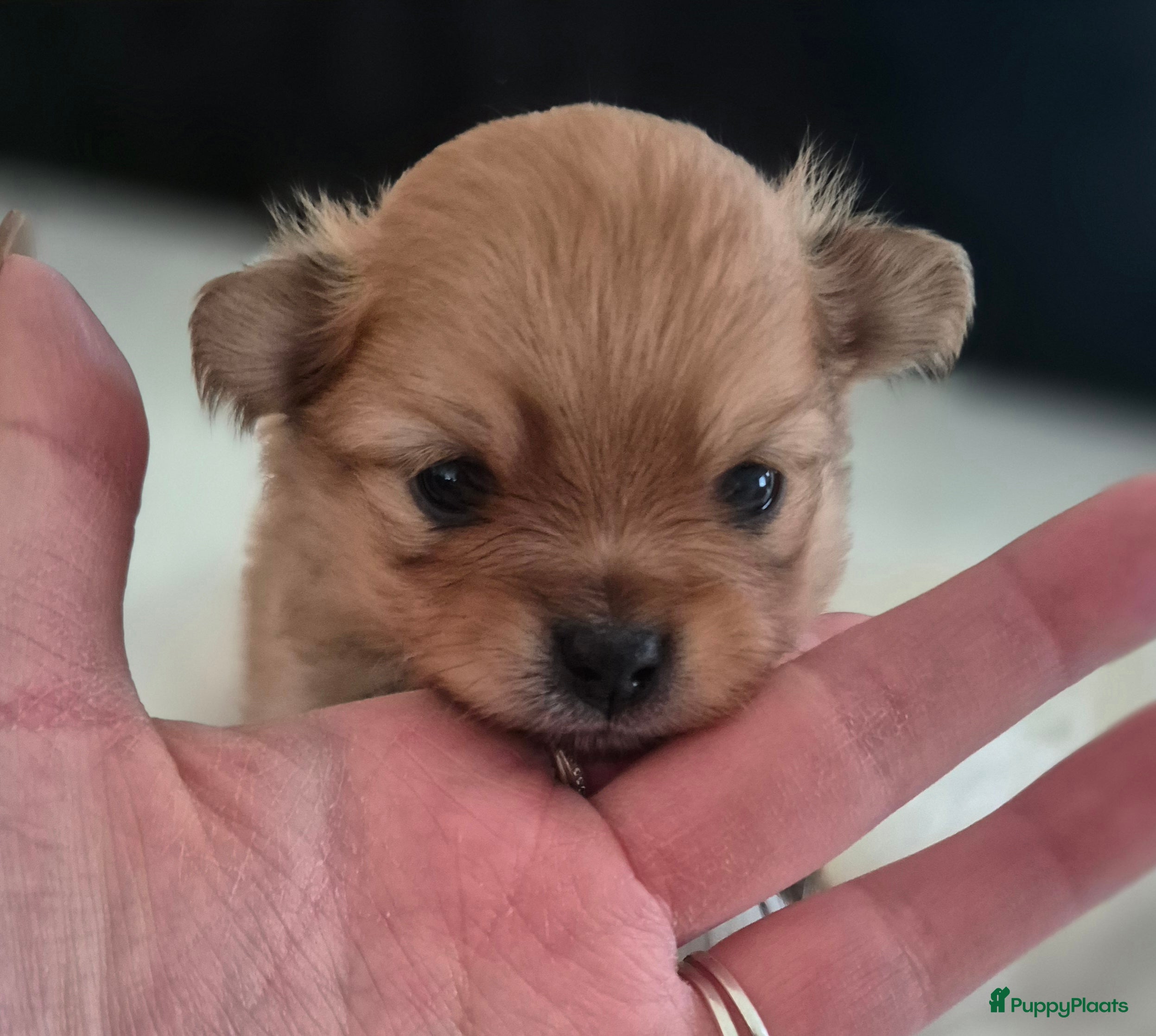 Pomeriaan honden nog 1 heel schattige teef🥰 - Advertentie 1