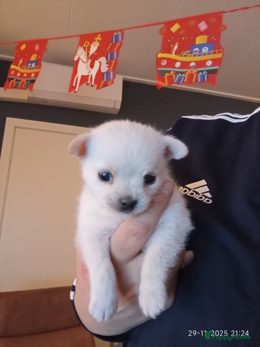 Kruising honden te koop: zeer mooie kruising pomchi nog 1 beschikbaar  - Advertentie 1