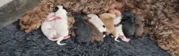 Australian Labradoodle honden te koop: Australian Labradoodle pups - Advertentie 4