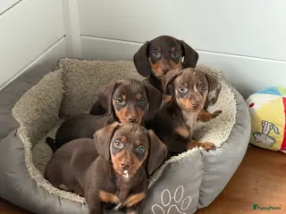 Teckel (korthaar) honden Dwerg teckel pups - Advertentie 2