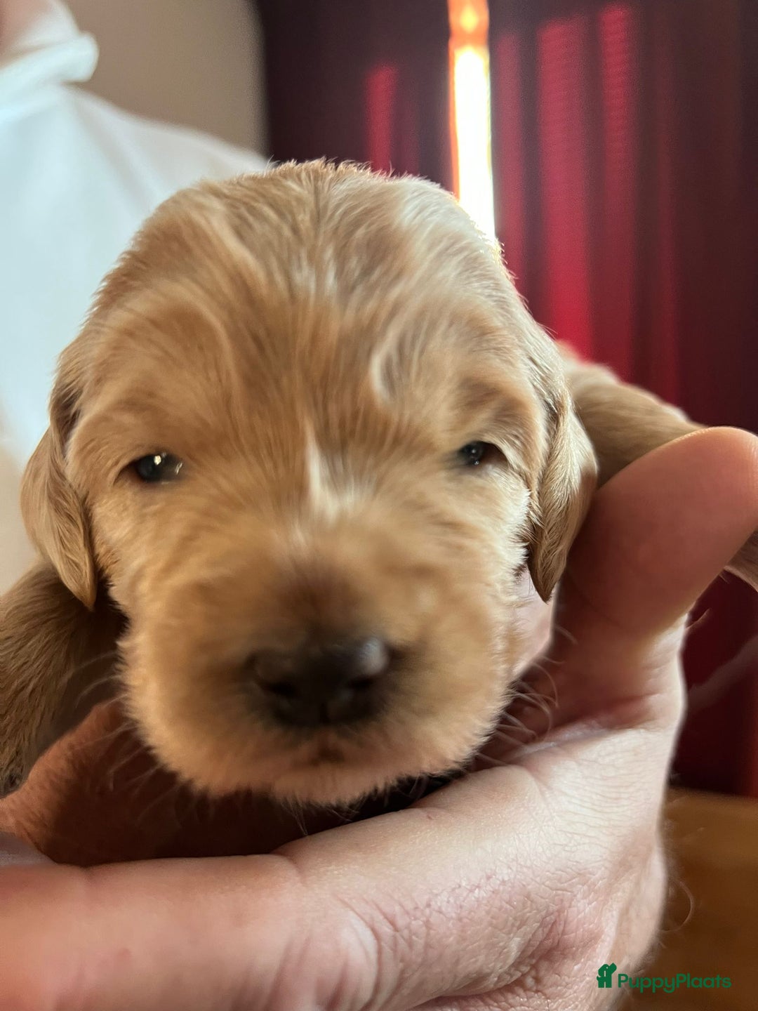 Kruising honden te koop: Labradoodle pups - Advertentie 7
