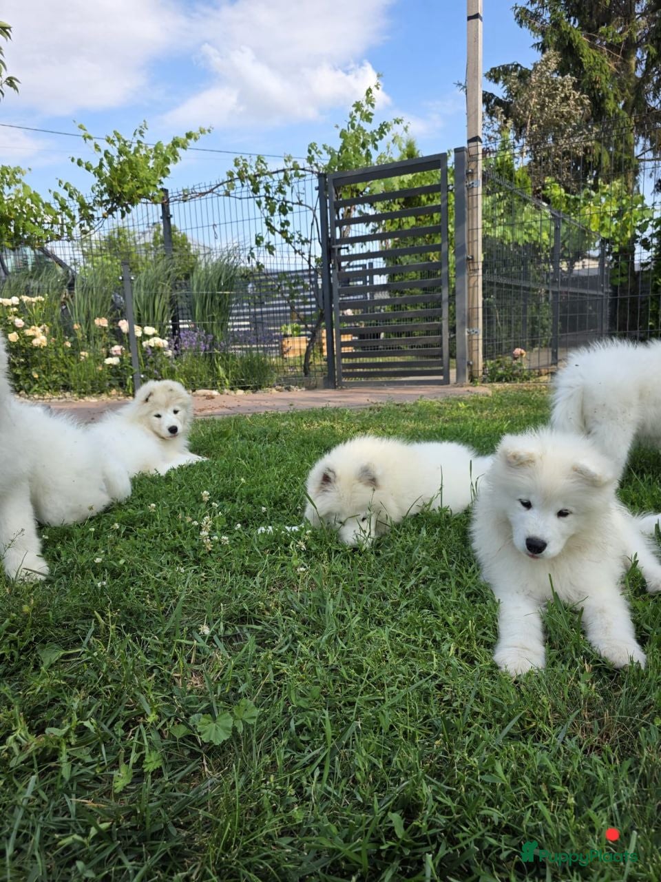 Samojeed honden Samojeed pup - Advertentie 1