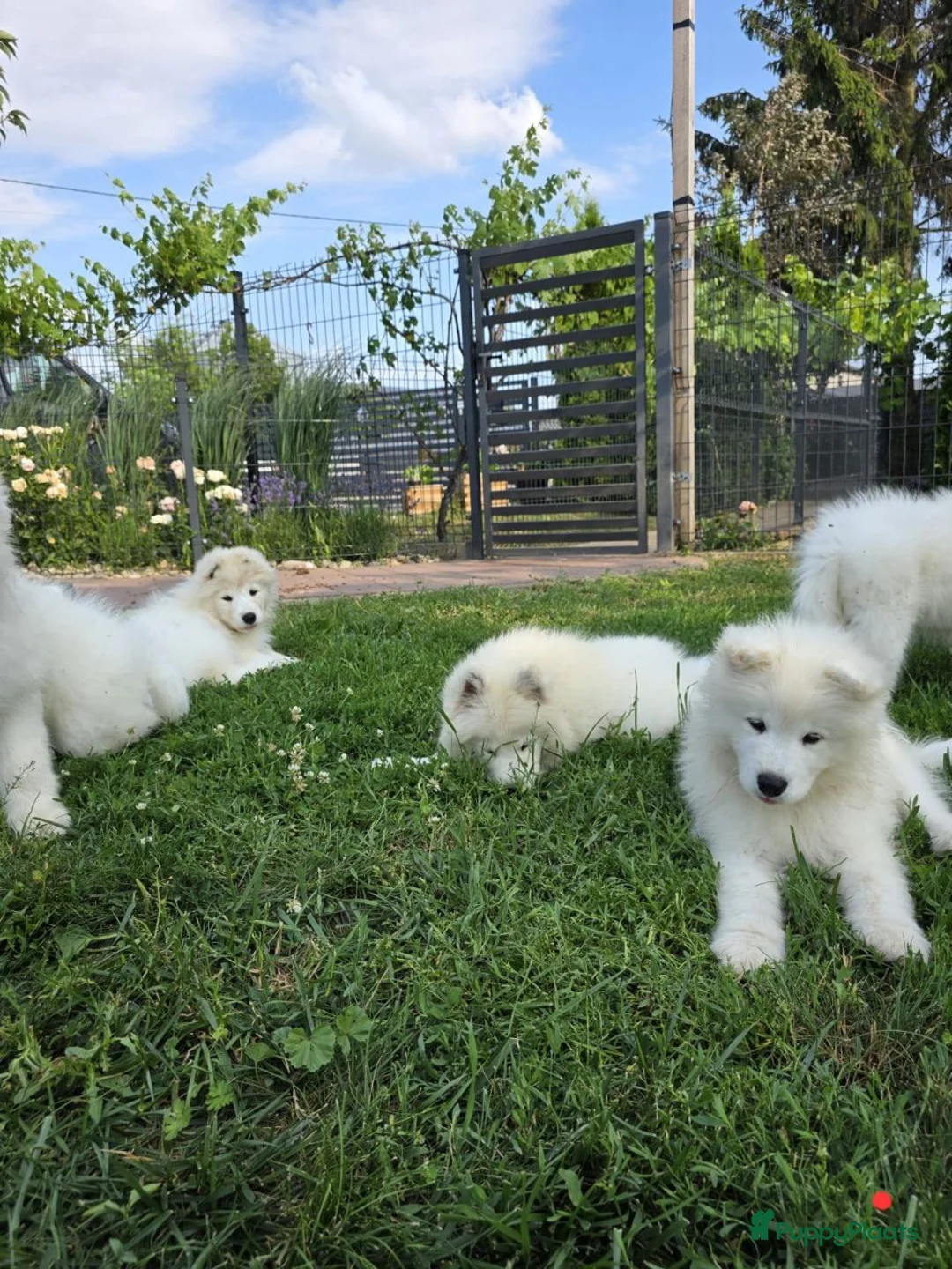 Samojeed honden te koop: Samojeed pup - Advertentie 1