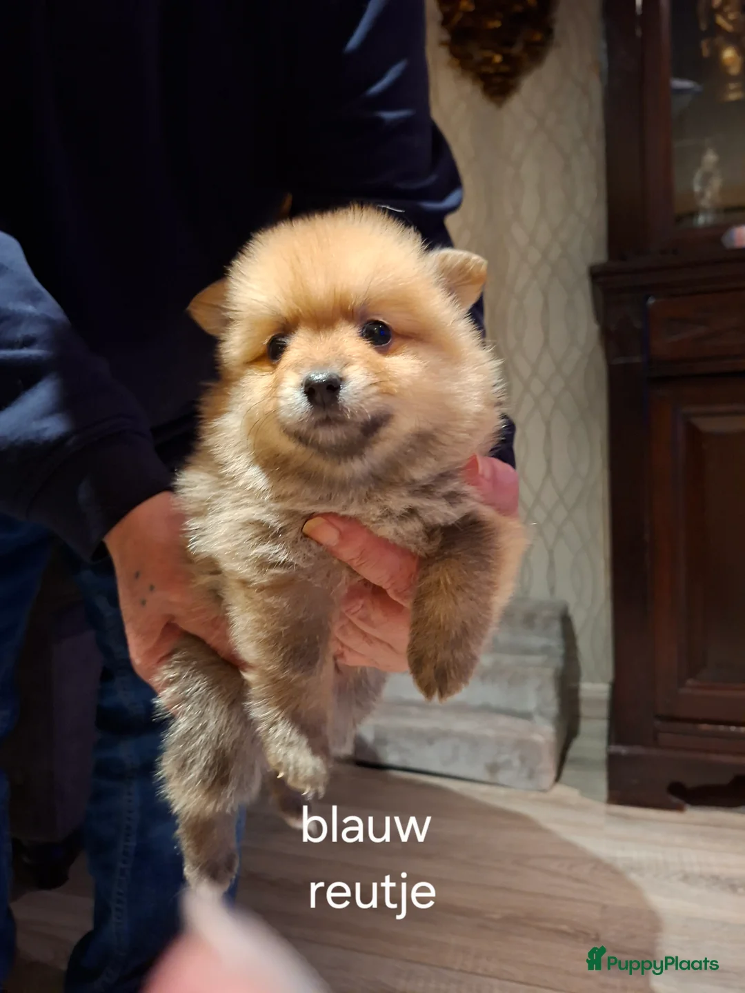 Pomeriaan honden te koop: Mooie pomeriaan  - Advertentie 4