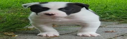 Kruising honden te koop: Border Collie Kruising pups  in Onstwedde - Advertentie 14
