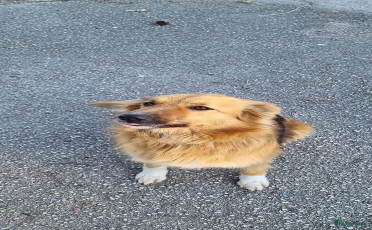 Kruising honden Mooie italiaanse diva zoekt lief baasje - Advertentie 13