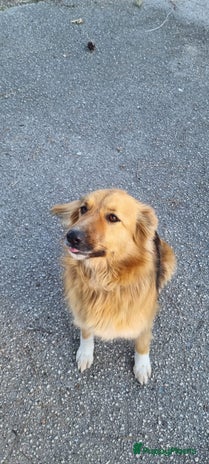 Kruising honden Mooie italiaanse diva zoekt lief baasje - Advertentie 13