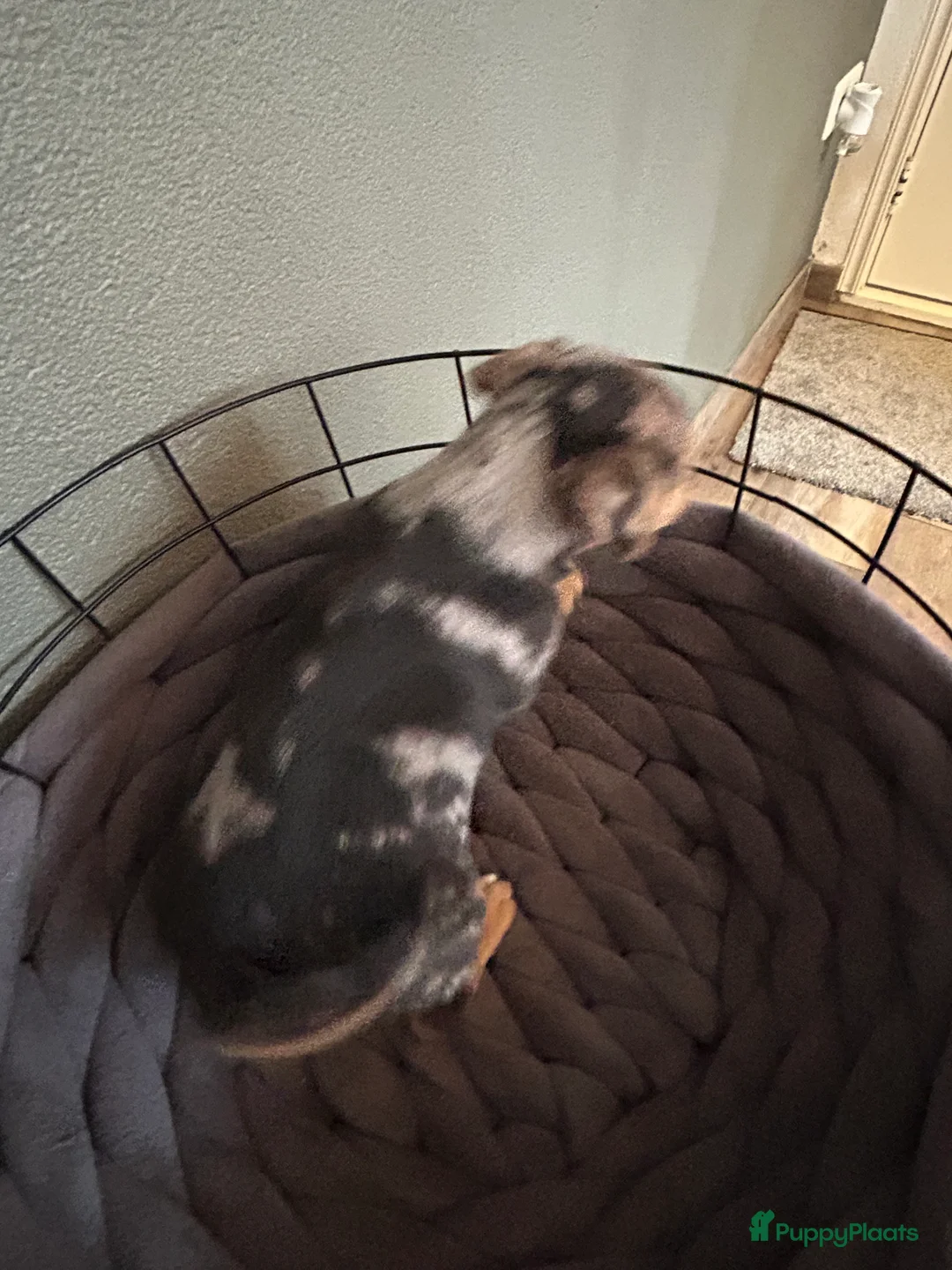 Jack Russel Terriër honden te koop: 4 mooie Jack Russell reutjes - Advertentie 5