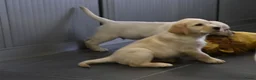 Labrador Retriever honden te koop: Knappe Labrador pups met stamboom ! - Advertentie 16