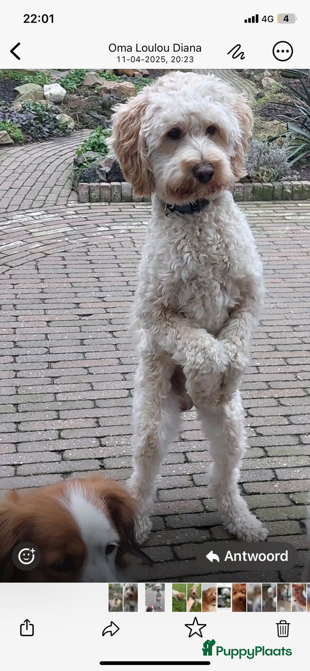 Labradoodle honden ter dekking: Kenzo Goldenirishdoodle DEKREU  - Advertentie 3