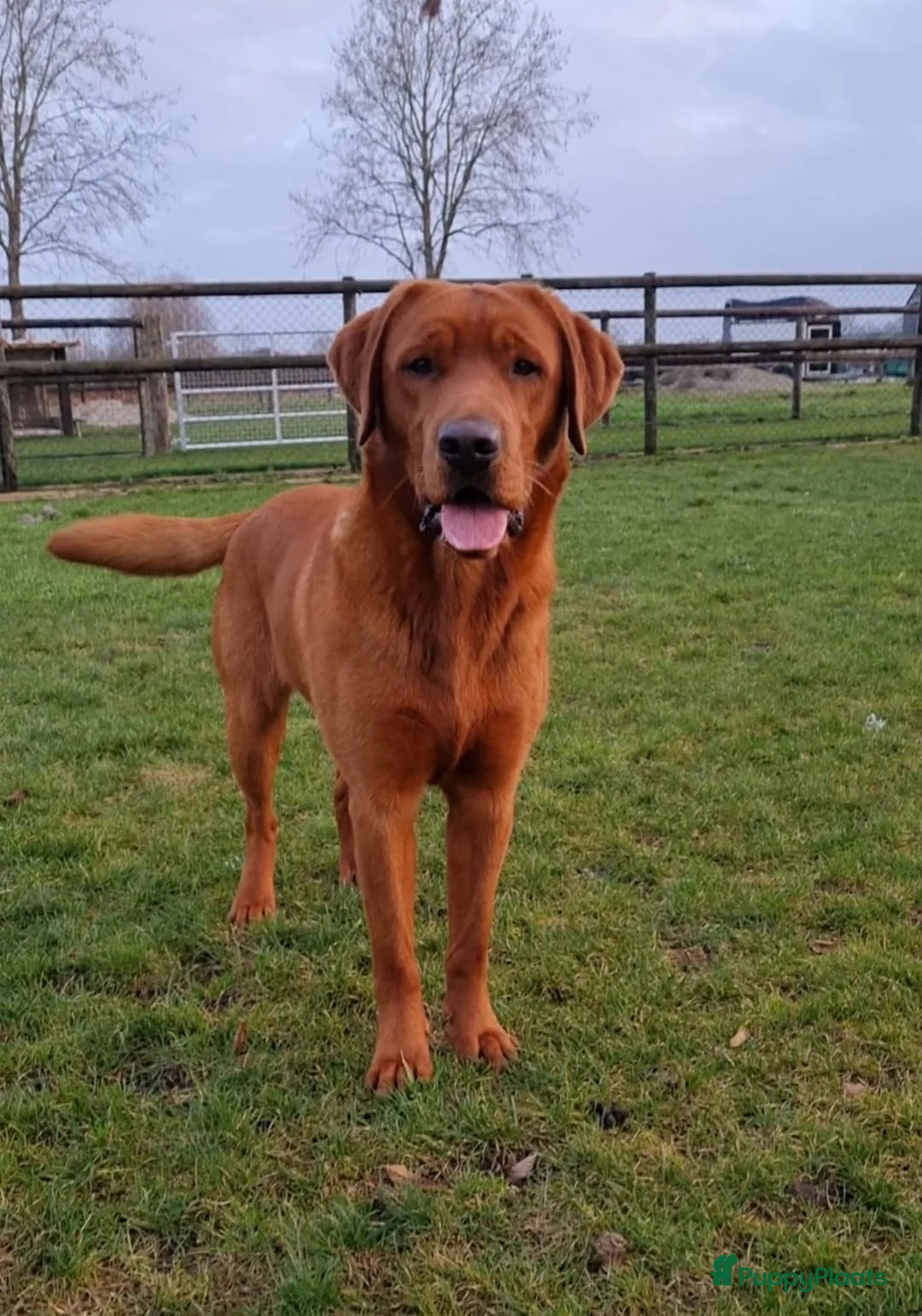 Labrador Retriever honden ter adoptie: Herplaatsing Labrador reu - Advertentie 1