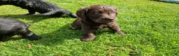 Labradoodle honden te koop: 2 F1 Labradoodles  - Advertentie 14