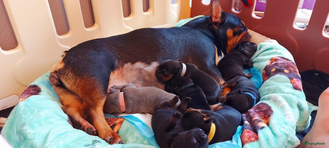 Franse Bulldog honden te koop: Prachtige Franse Bulldog pups met stamboom in Zoutleeuw - Afbeelding 17