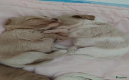 Australian Labradoodle honden te koop: Australian Labradoodle pups in Strijen - Afbeelding 20