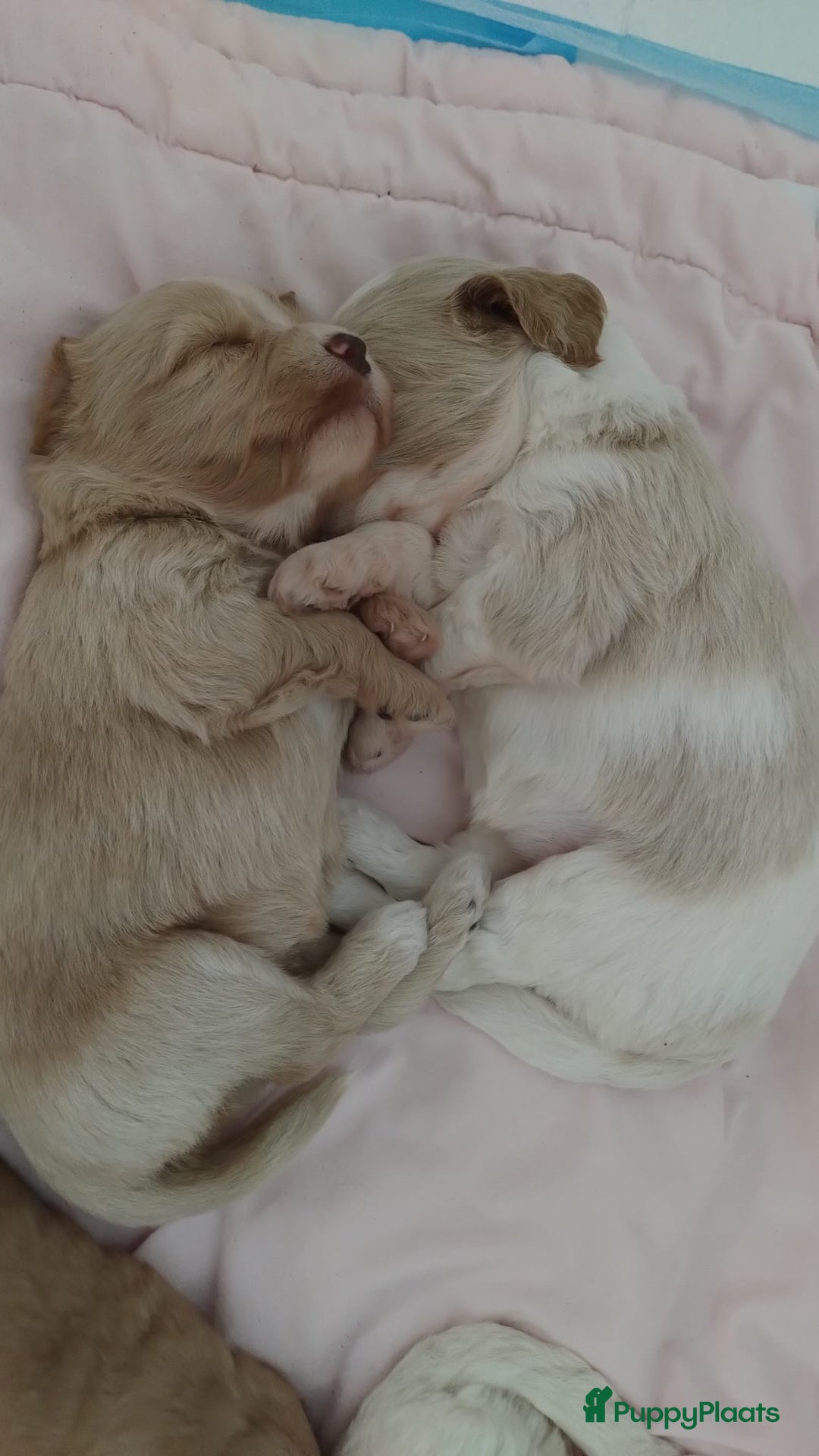 Australian Labradoodle honden te koop: Australian Labradoodle pups in Strijen - Afbeelding 20