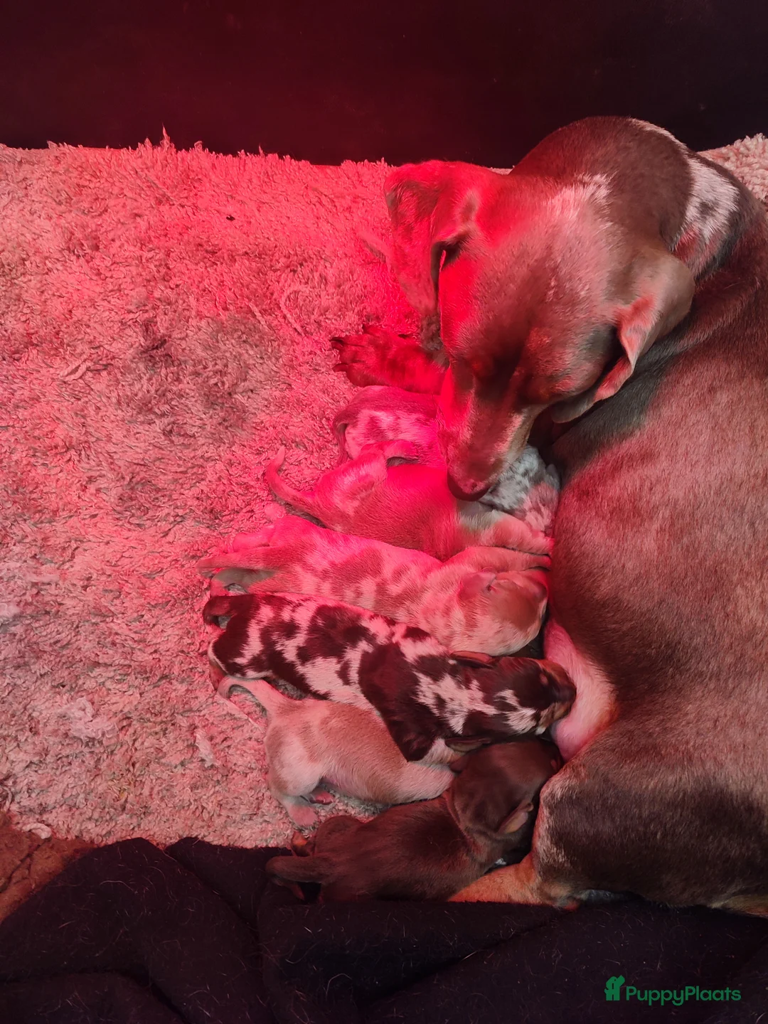 Teckel (korthaar)  honden te koop: Prachtige merle dwergteckel pupjes voor reservatie - Advertentie 6