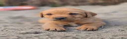 Labrador Retriever honden te koop: Super leuke labrador pups! - Advertentie 18