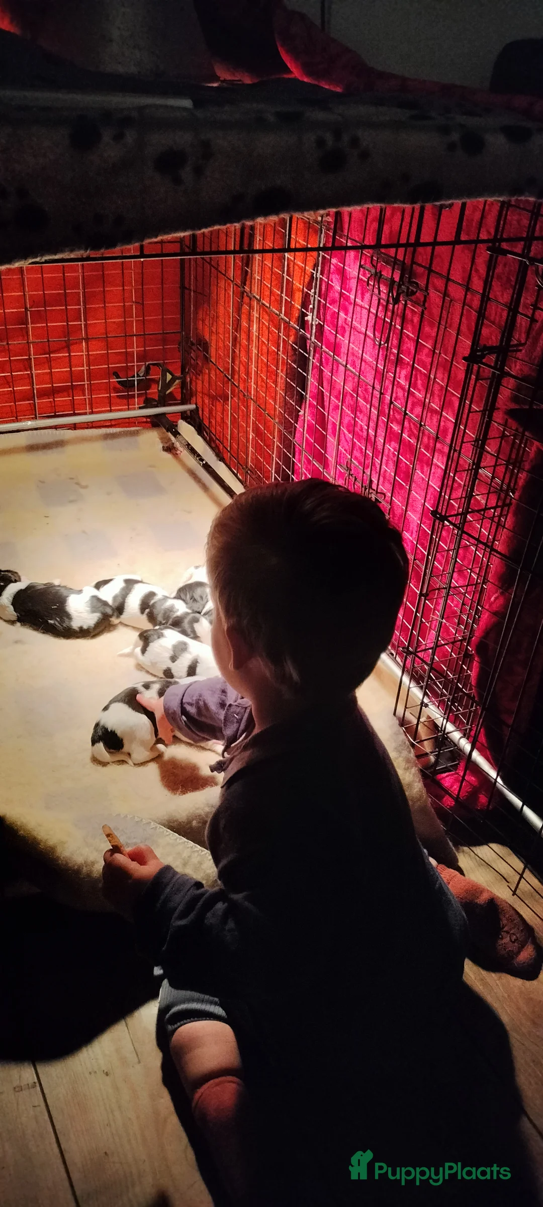 Kruising honden te koop: Tobekan pups Tibetaanse terrier x Cocker Spaniel  - Advertentie 12