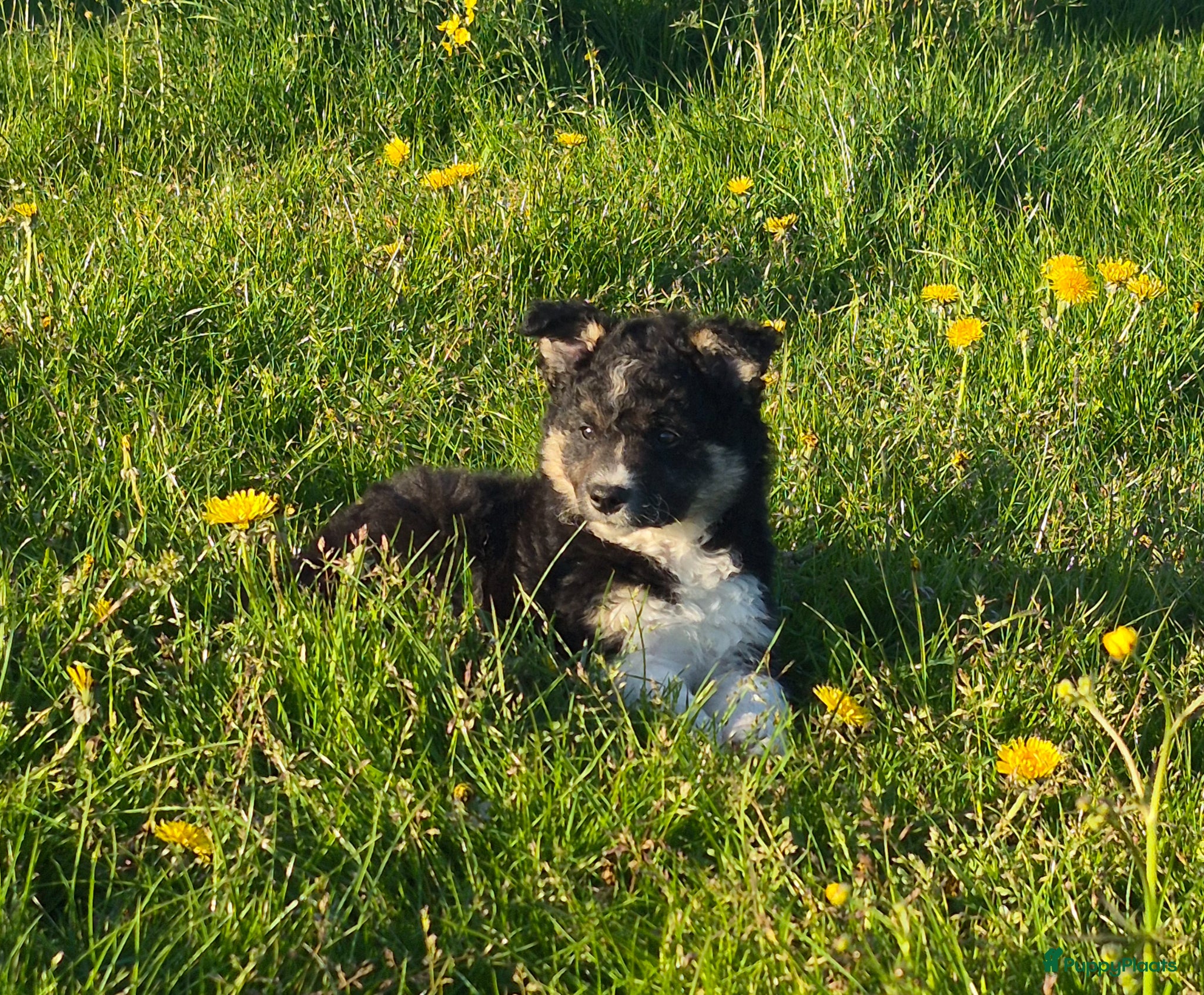 Border Collie honden Twee leuke bordercollie reutjes - Advertentie 1