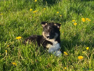 Border Collie honden Twee leuke bordercollie reutjes - Advertentie 17