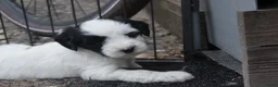 Tibetaanse Terriër honden te koop: Tibetaanse terrier pups  - Advertentie 5