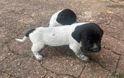 Duitse Staande Hond Korthaar honden te koop: Duitse staande korthaar pups - Afbeelding 3