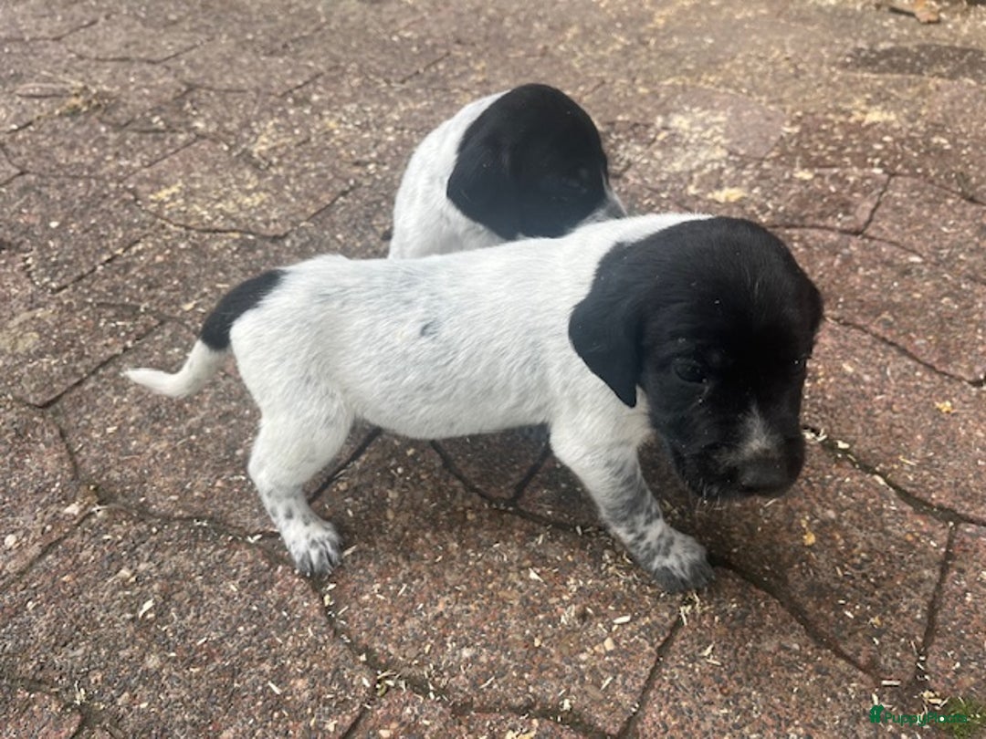 Duitse Staande Hond Korthaar honden te koop: Duitse staande korthaar pups - Afbeelding 3