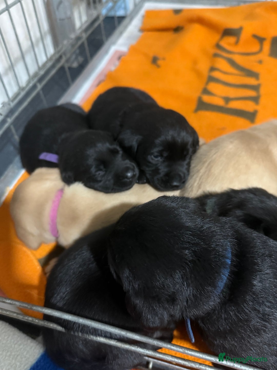 Labrador Retriever honden te koop: Labrador Retriever Pups - Advertentie 5