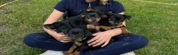Dwergpinscher honden te koop: Prachtige Dwerg Pincher pups aangeboden  - Advertentie 13