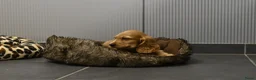 Engelse Cocker Spaniel honden te koop: Engelse Cocker Spaniel pups - Advertentie 28