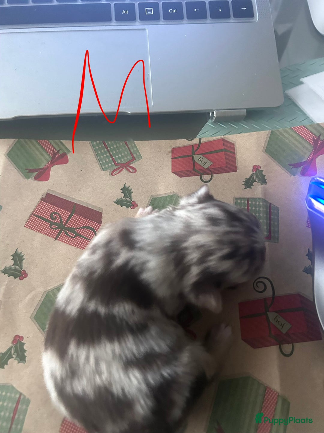 Chihuahua honden te koop: 6 lieve Chihuahua puppy’s - Advertentie 35