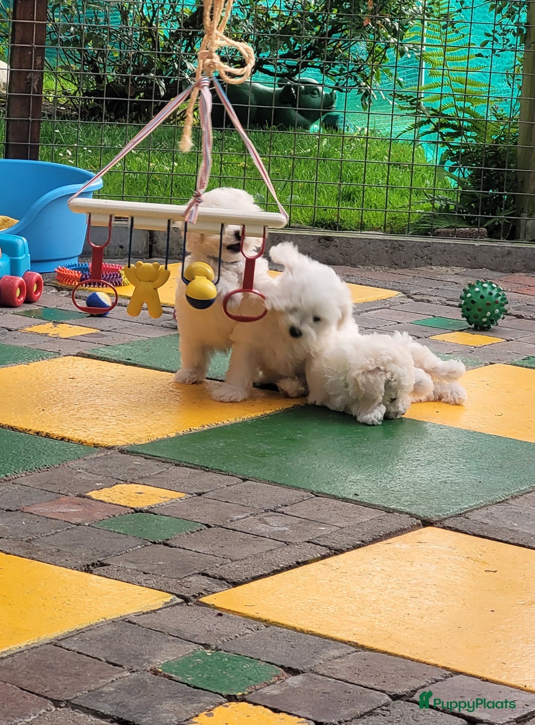 Bichon Frisé honden te koop: Puppy Bichon Frisé - Afbeelding 4