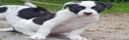 Kruising honden te koop: De laatste Border Collie Kruising pup - Advertentie 6