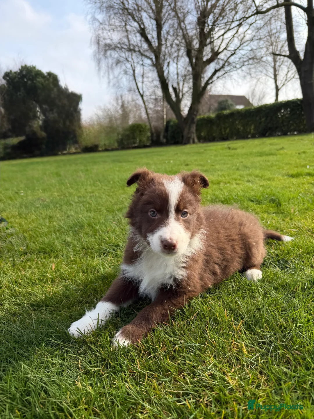 Kruising honden te koop: Australian Shepherd x Border Collie pups - Advertentie 6