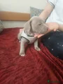 Amerikaanse Bully Puppy 6