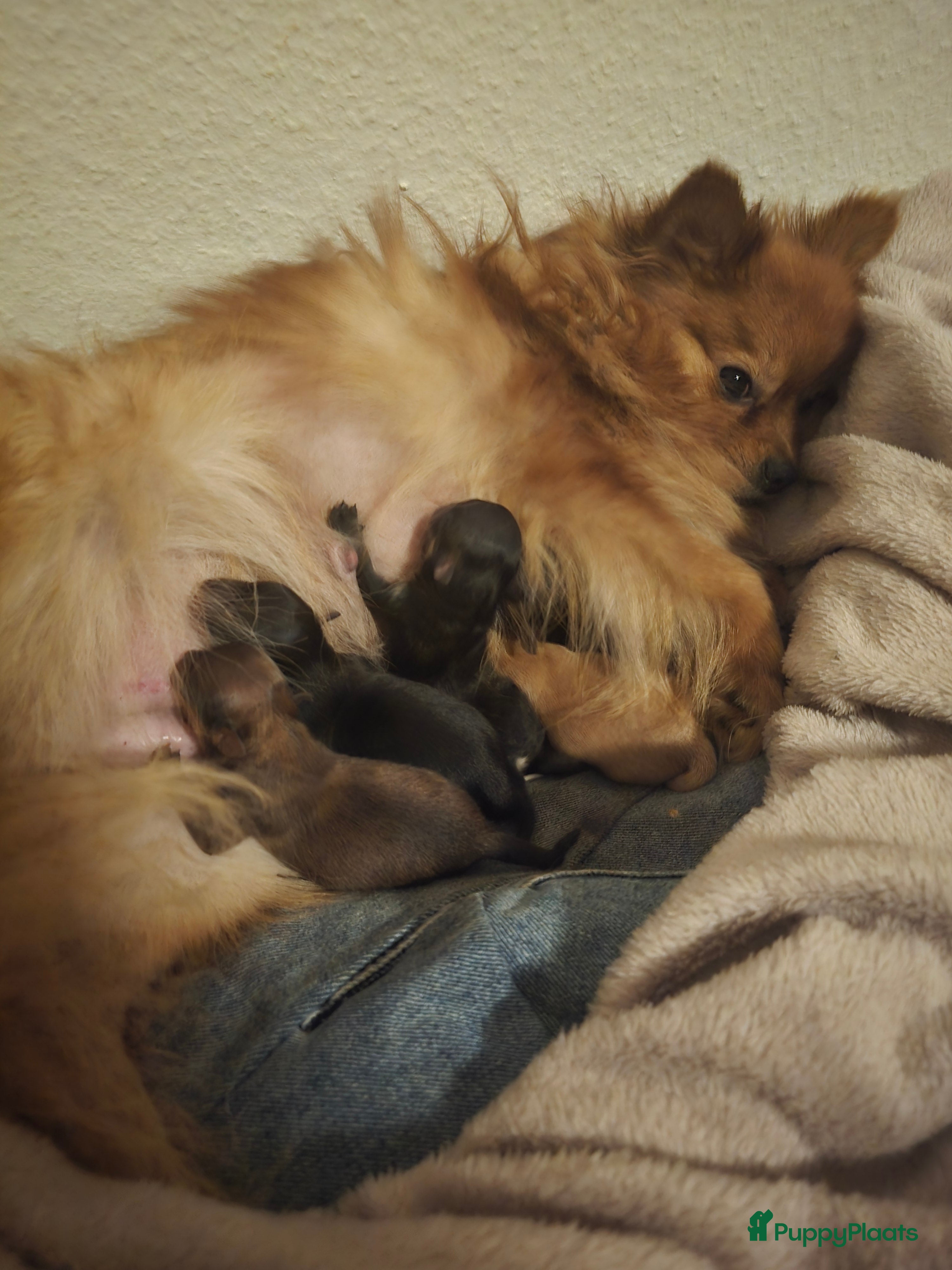 Pomchi honden Nog 3 lieve poms zoeken hun gouden mandje - Advertentie 1